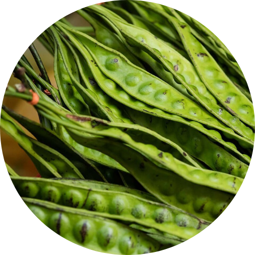 Bồ kết