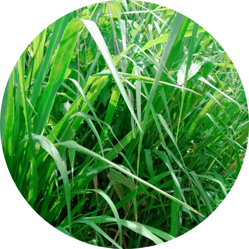 Cỏ mần trầu